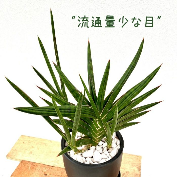観葉植物現品販売