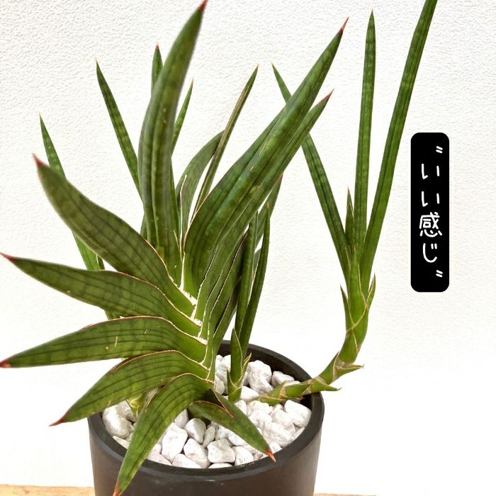 観葉植物現品販売