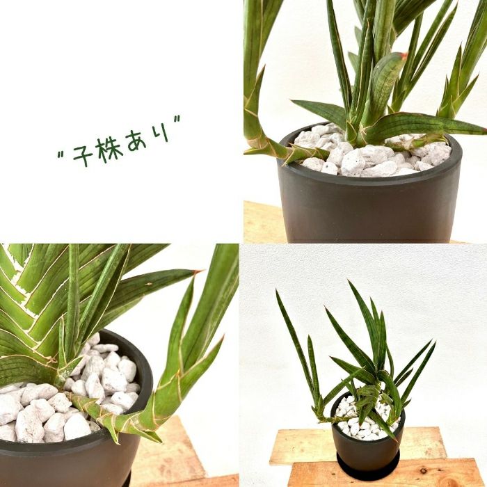観葉植物現品販売