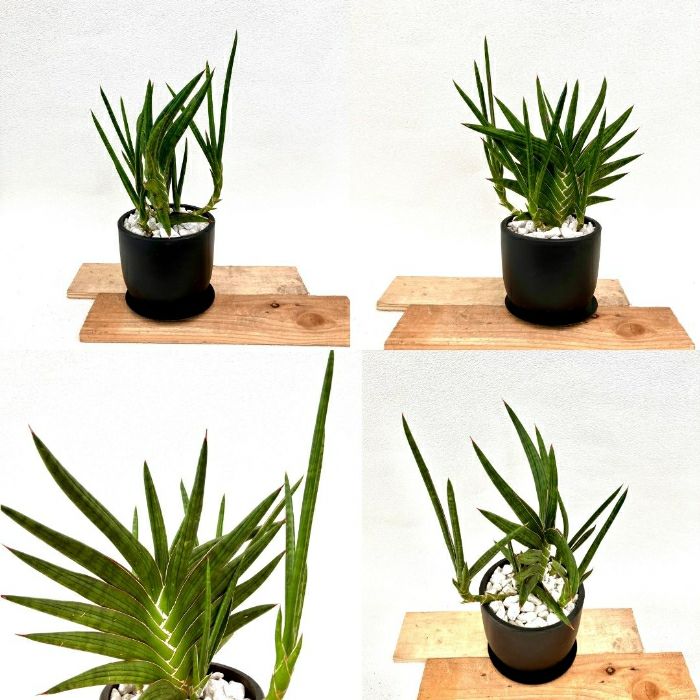 観葉植物現品販売