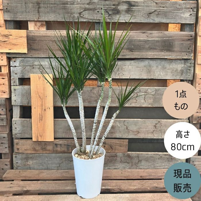 観葉植物現品販売