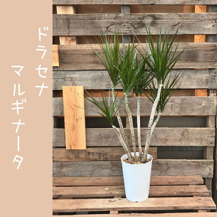 観葉植物現品販売