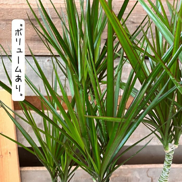 観葉植物現品販売