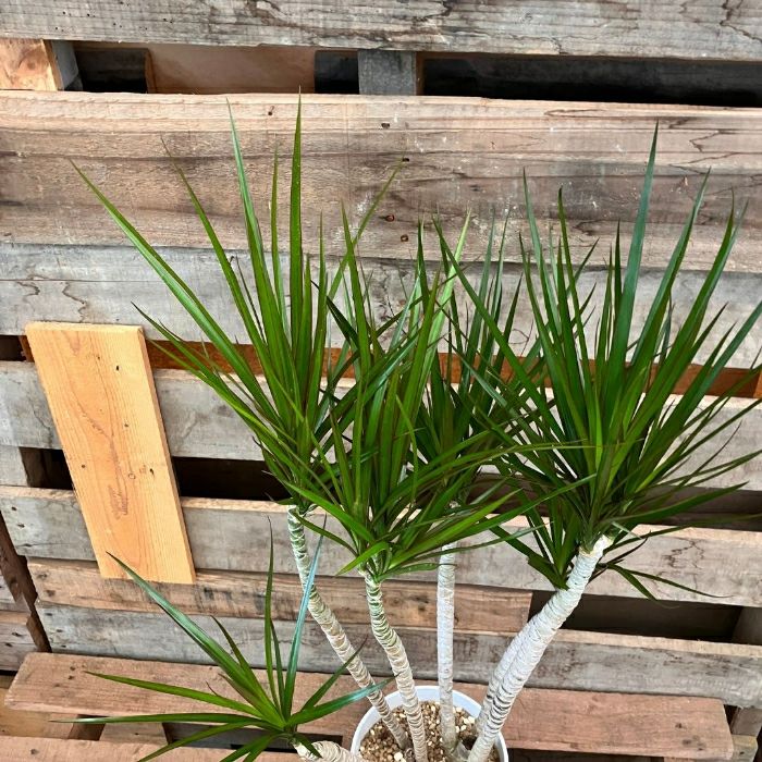 観葉植物現品販売