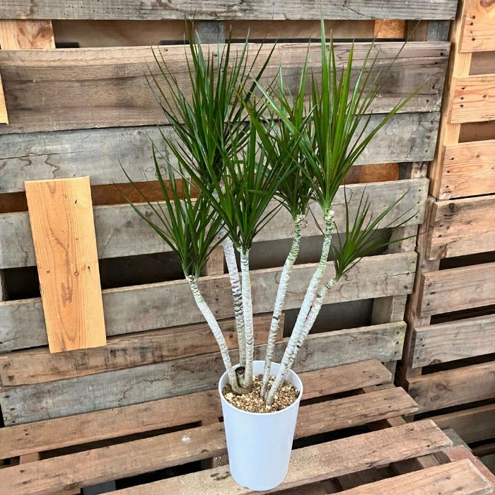 観葉植物現品販売