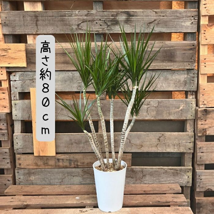 観葉植物現品販売