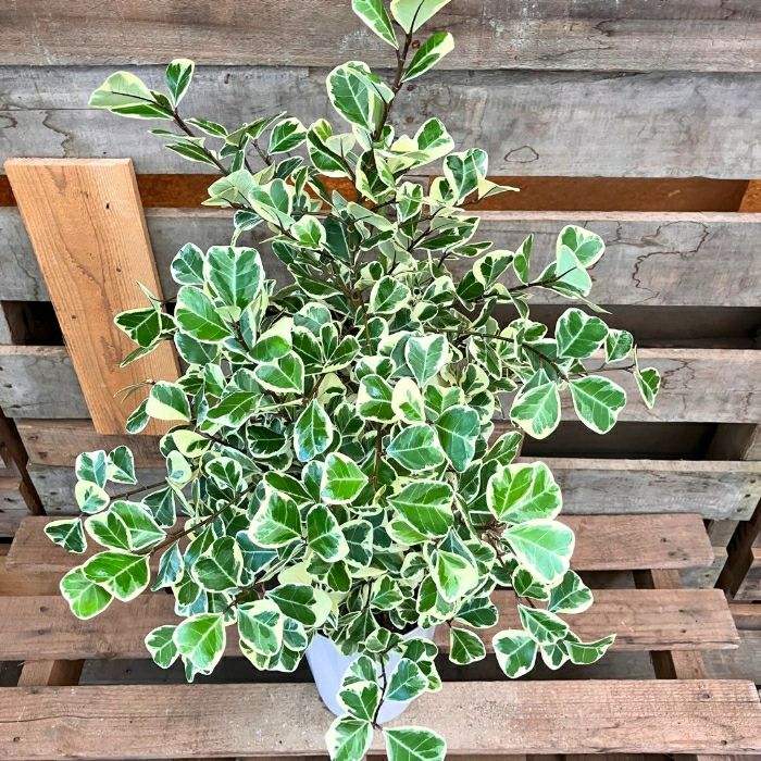 観葉植物現品販売