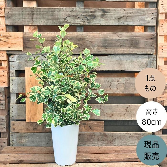 観葉植物現品販売