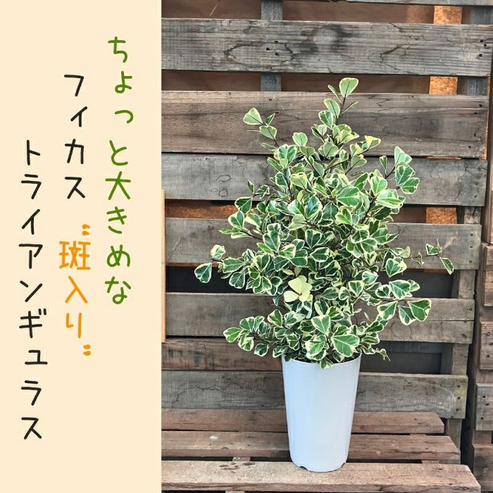 観葉植物現品販売