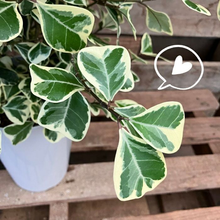 観葉植物現品販売