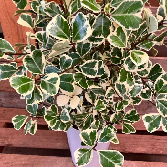 観葉植物現品販売