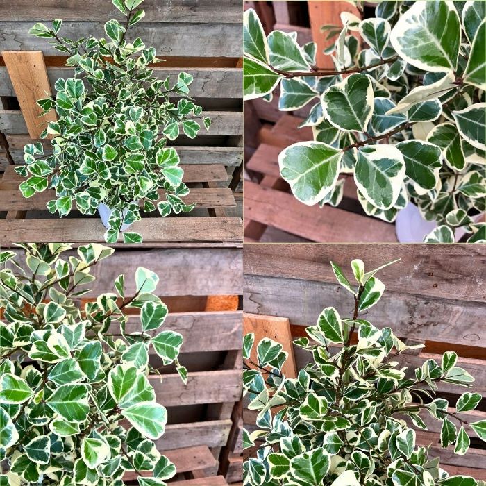 観葉植物現品販売