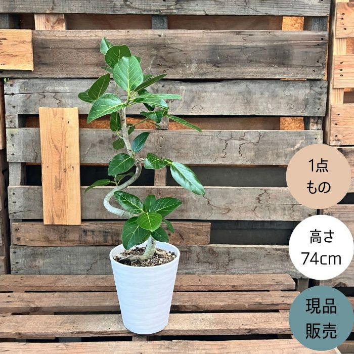 観葉植物現品販売