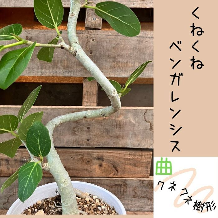 観葉植物現品販売