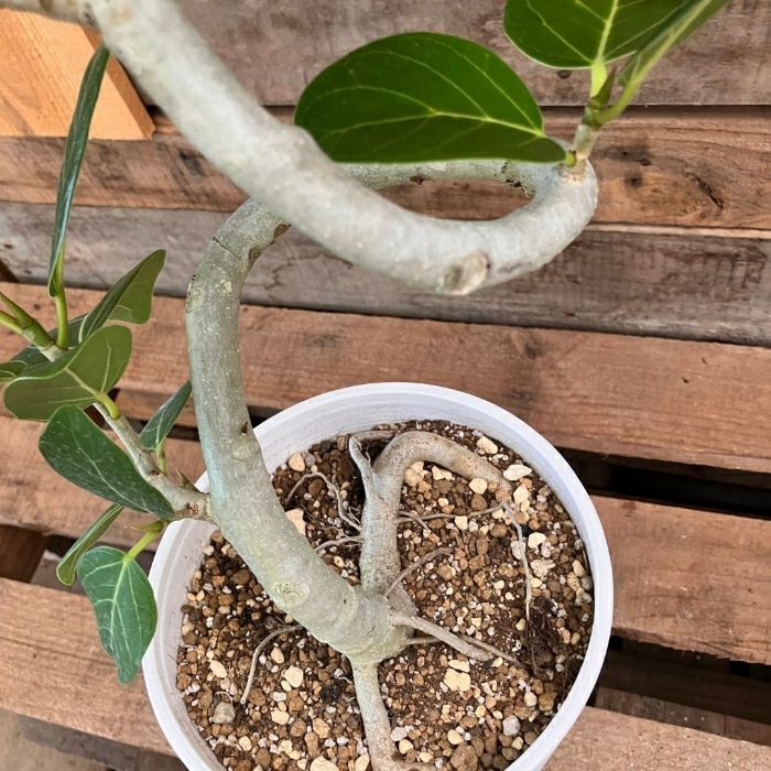 観葉植物現品販売