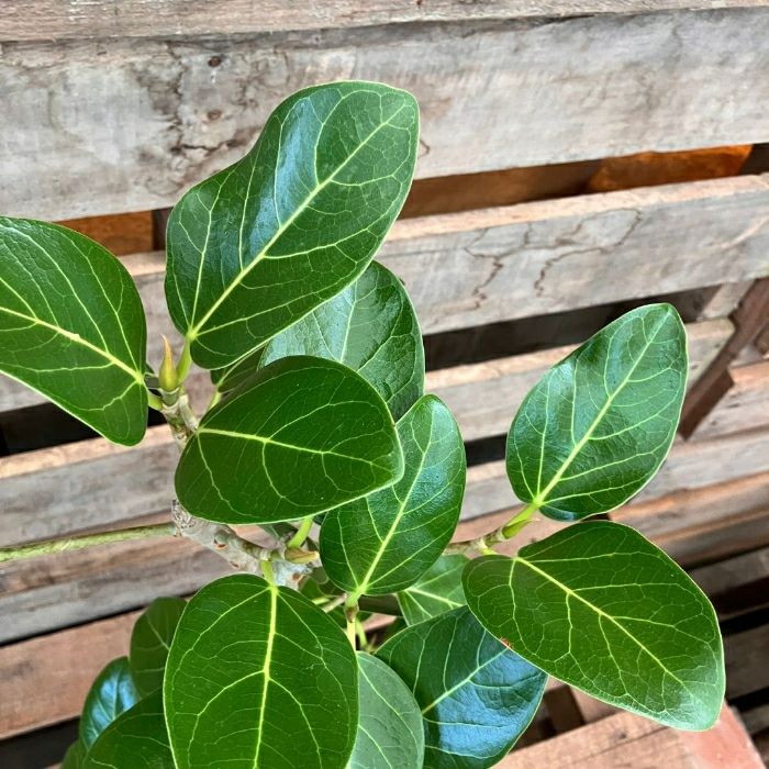 観葉植物現品販売