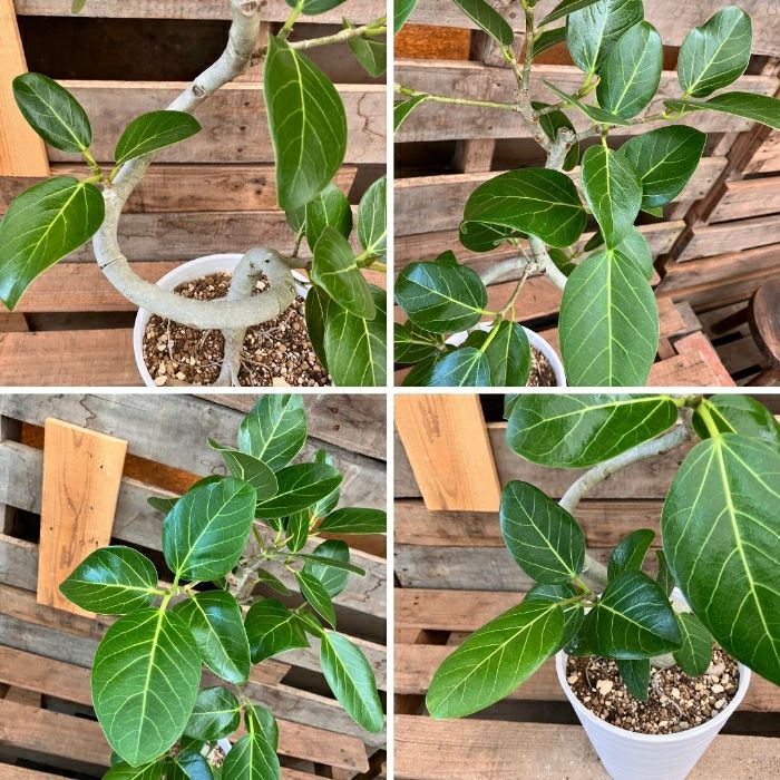 観葉植物現品販売