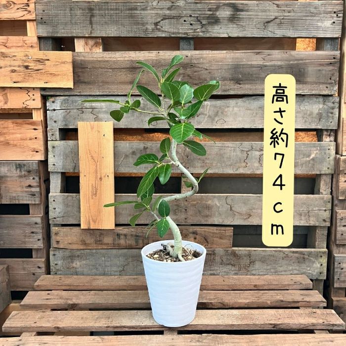 観葉植物現品販売