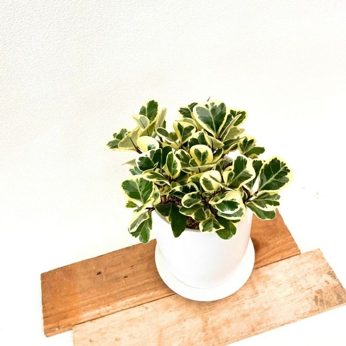 観葉植物現品販売