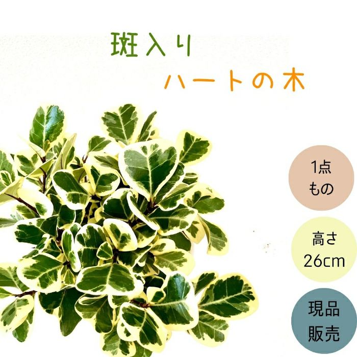 観葉植物現品販売