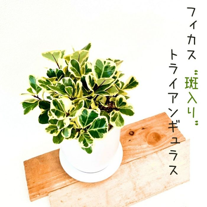 観葉植物現品販売