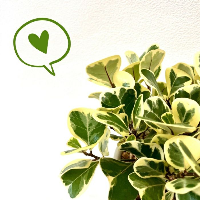 観葉植物現品販売