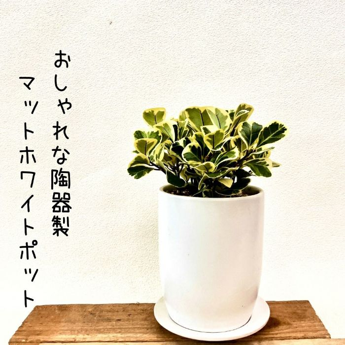 観葉植物現品販売