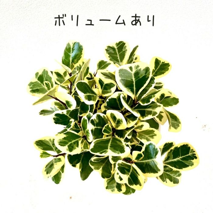 観葉植物現品販売