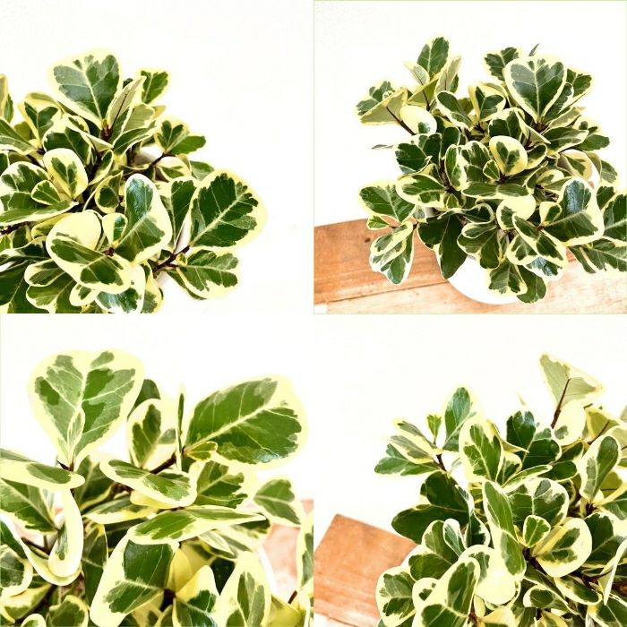 観葉植物現品販売