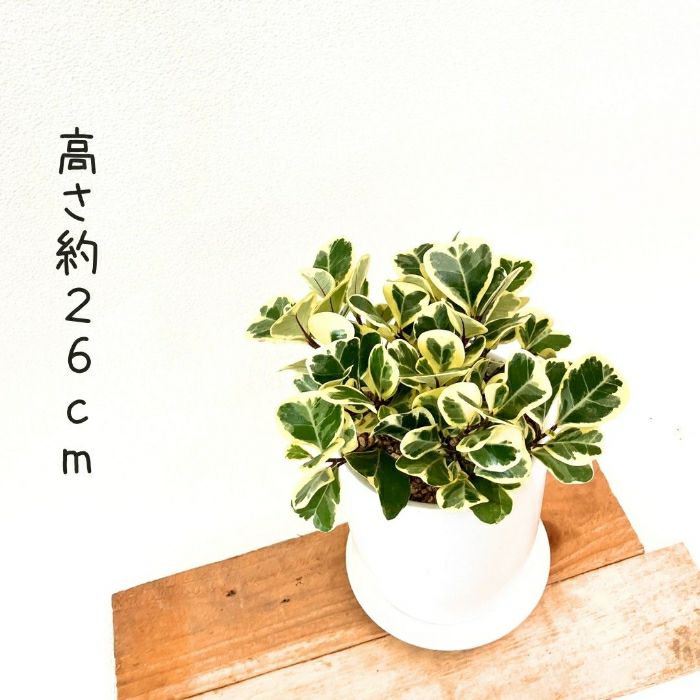 観葉植物現品販売