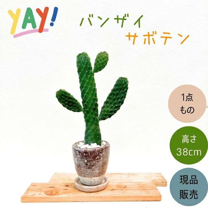 観葉植物現品販売