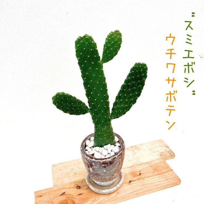 観葉植物現品販売