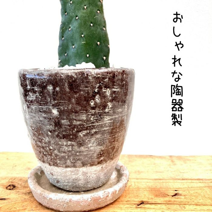 観葉植物現品販売