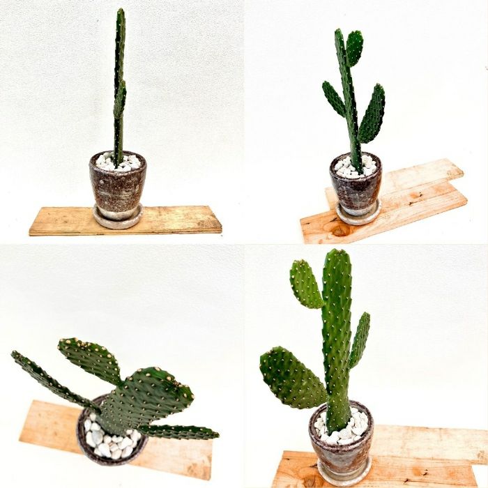 観葉植物現品販売