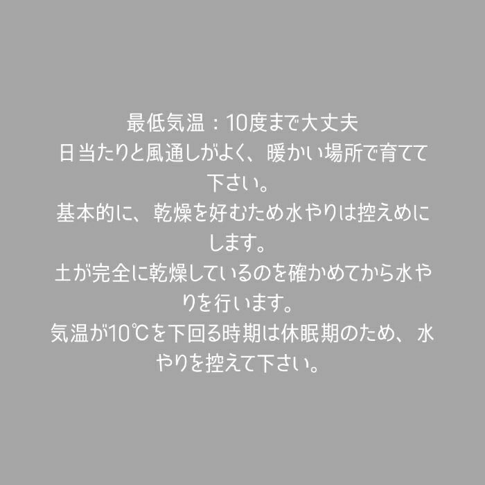 観葉植物現品販売