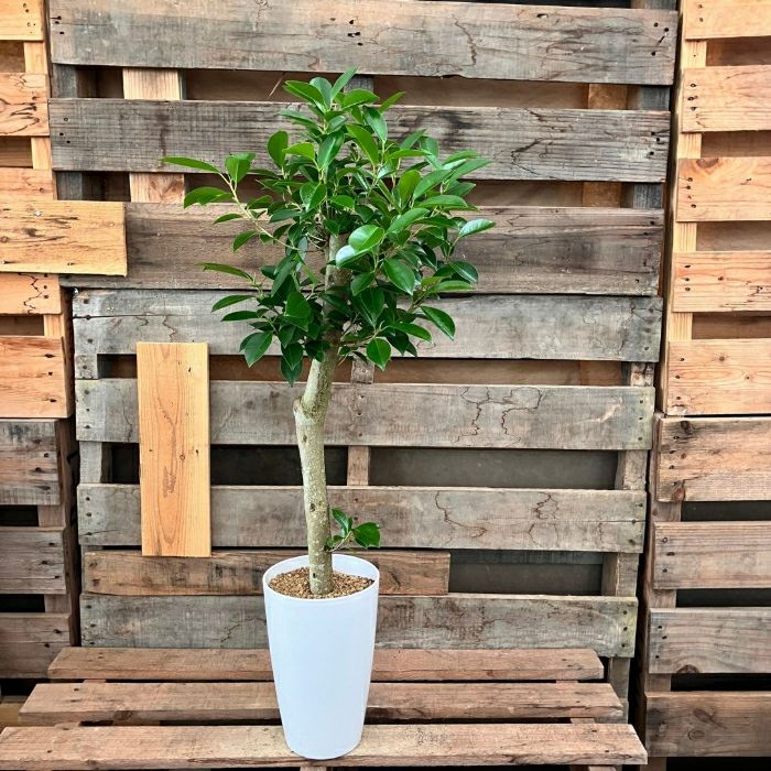 観葉植物現品販売