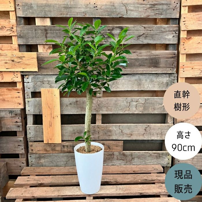 観葉植物現品販売