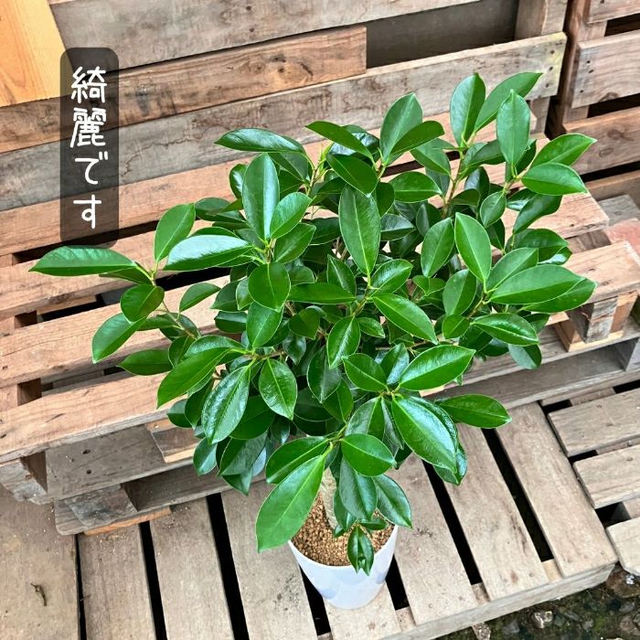 観葉植物現品販売