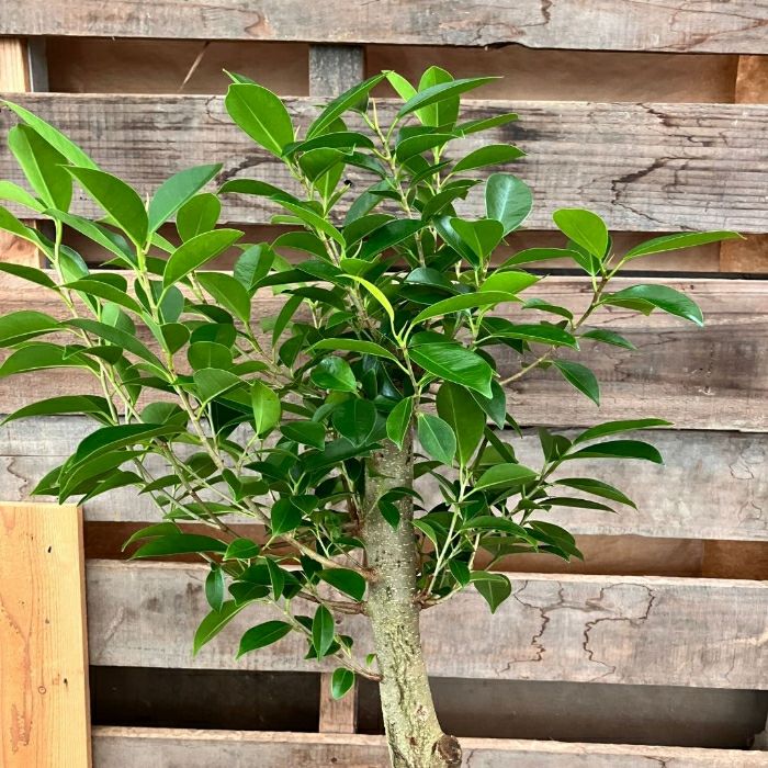 観葉植物現品販売