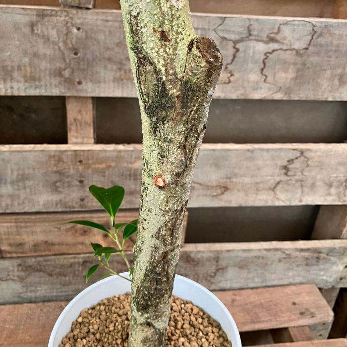 観葉植物現品販売