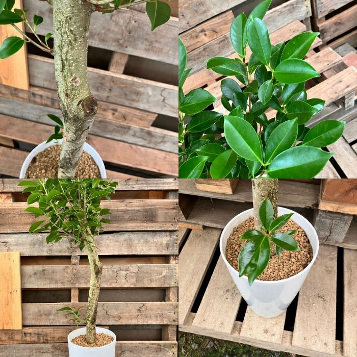 観葉植物現品販売