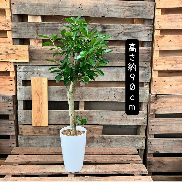 観葉植物現品販売