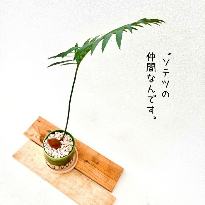 観葉植物現品販売