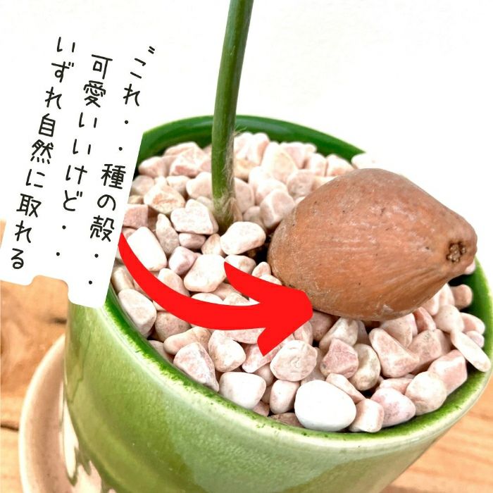 観葉植物現品販売