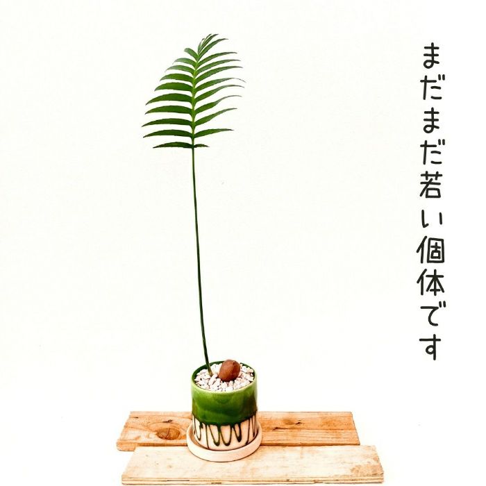 観葉植物現品販売