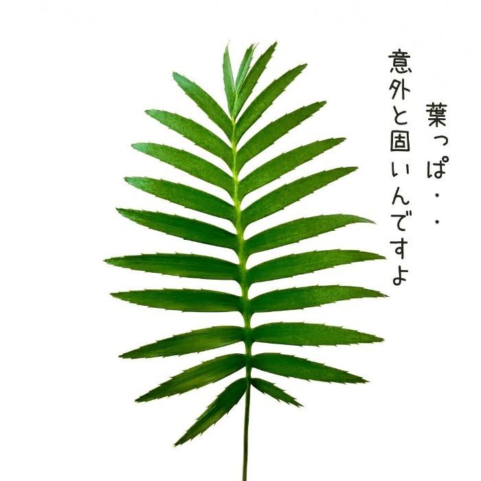 観葉植物現品販売