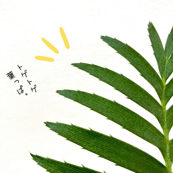 観葉植物現品販売