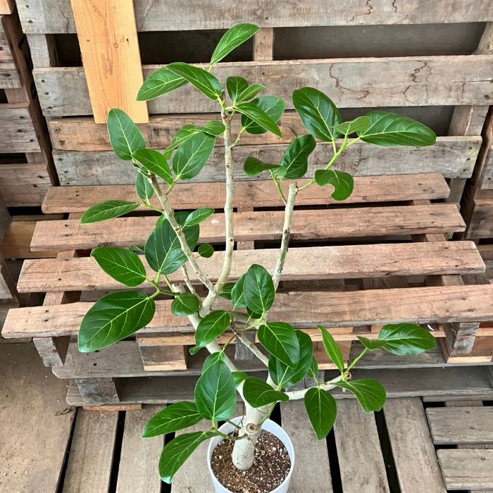 観葉植物現品販売