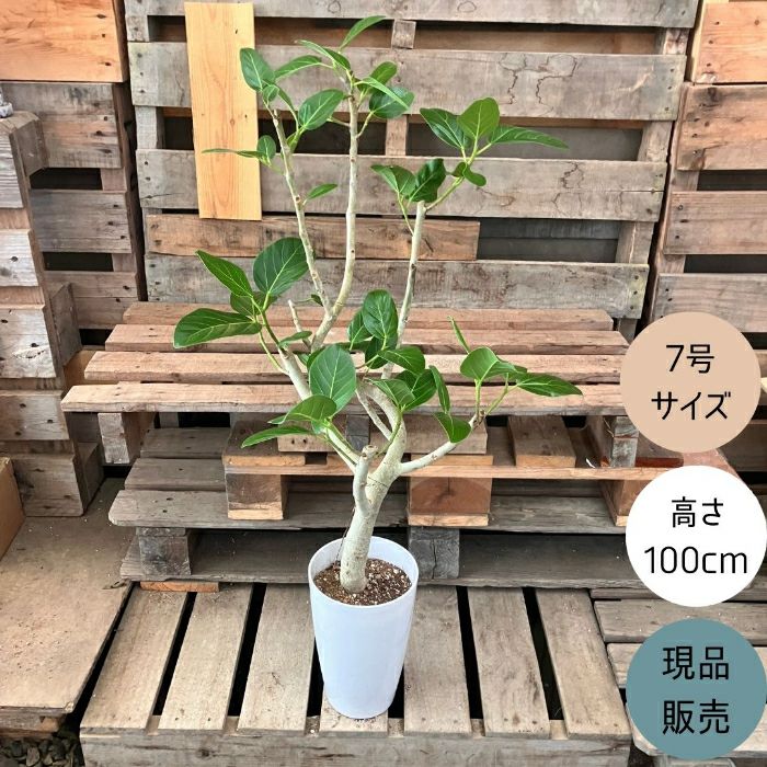 観葉植物現品販売