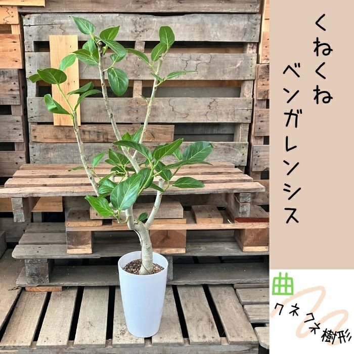 観葉植物現品販売